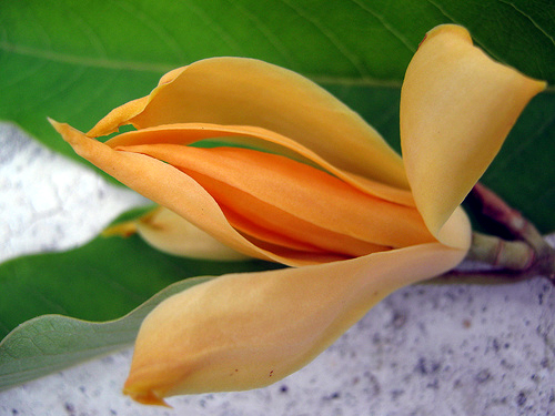 Image result for Campaka flower Campakalaata
